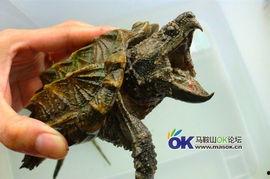 国产大鳄养殖视频大全集