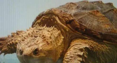 国产大鳄养殖视频大全集