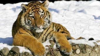 国产老虎视频版,揭秘神秘国宝的生态与魅力