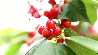 国产大樱桃自己采摘视频,国产大樱桃的甜蜜之旅