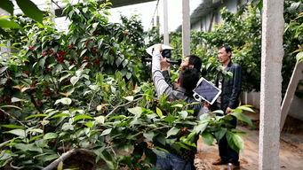 国产大樱桃自己采摘视频,国产大樱桃的甜蜜之旅