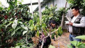 国产大樱桃自己采摘视频,国产大樱桃的甜蜜之旅