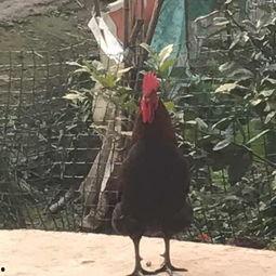 找驴的视频在线观看国产,跟随视频寻迹国产驴的魅力