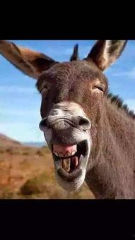 找驴的视频在线观看国产,跟随视频寻迹国产驴的魅力