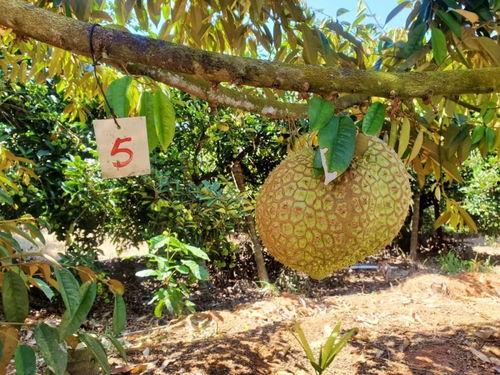 国产榴莲种植教程图片视频,从图片视频学种植技巧