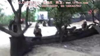 国产山里野战视频,国产军事题材视频的硬核呈现