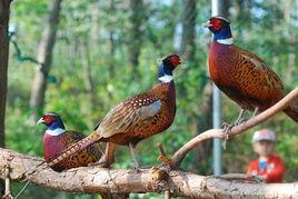 国产野山鸡视频,探寻自然美味与生态养殖的和谐之旅