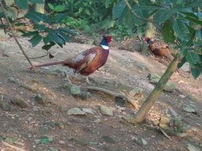 国产野山鸡视频,探寻自然美味与生态养殖的和谐之旅  第2张