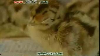 国产野山鸡视频,探寻自然美味与生态养殖的和谐之旅  第3张