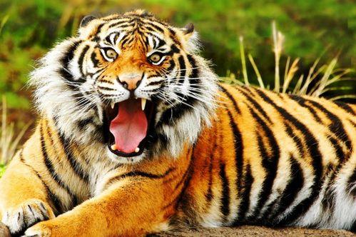 国产老虎爱吃人参吗视频,国产老虎的神秘食谱，人参竟是它们的美食？