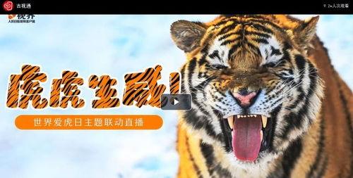 国产老虎爱吃人参吗视频,国产老虎的神秘食谱,人参竟是它们的美食? 第2张 国产老虎爱吃人参吗视频,国产老虎的神秘食谱,人参竟是它们的美食? 第2张