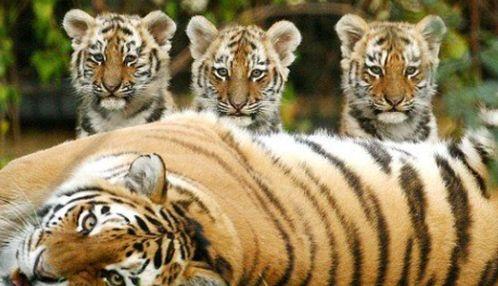 国产老虎爱吃人参吗视频,国产老虎的神秘食谱,人参竟是它们的美食? 第3张 国产老虎爱吃人参吗视频,国产老虎的神秘食谱,人参竟是它们的美食? 第3张