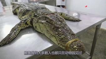 鳄鱼国产大片视频在线观看,在线观看，揭秘神秘鳄鱼世界