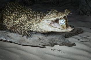 鳄鱼国产大片视频在线观看,在线观看，揭秘神秘鳄鱼世界  第3张