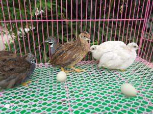 国产鸡可能生出纯白吗视频,纯白鸡的诞生之谜  第1张