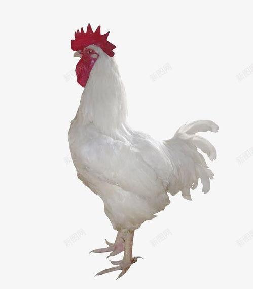 国产鸡可能生出纯白吗视频,纯白鸡的诞生之谜  第3张