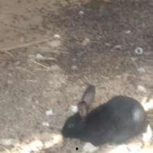 国产兔子怎么养殖视频