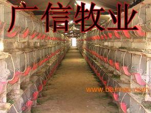 国产兔子怎么养殖视频  第2张