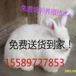 国产兔子怎么养殖视频  第3张