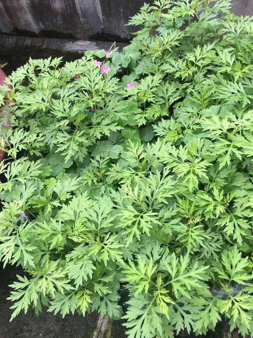 艾草视频国产理,国产理疗新风尚，养生保健新体验  第2张