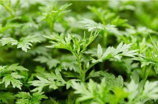 艾草视频国产理,国产理疗新风尚，养生保健新体验  第3张